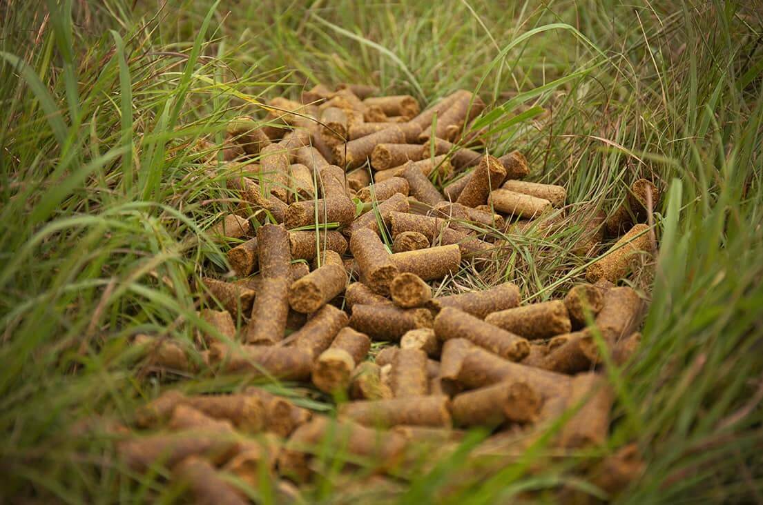 Livestock Feed